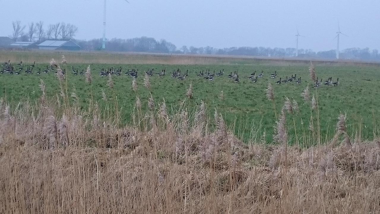 Ferienhaus Klabautermann Hage Buitenkant foto